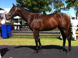 Inglis Easter Yearling Sale 2011 Lot 250 Fastnet Rock x Fortunata colt